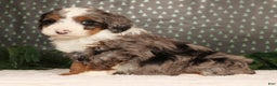 Mini Bernedoodle dogs for sale: Dasher - Ad 4