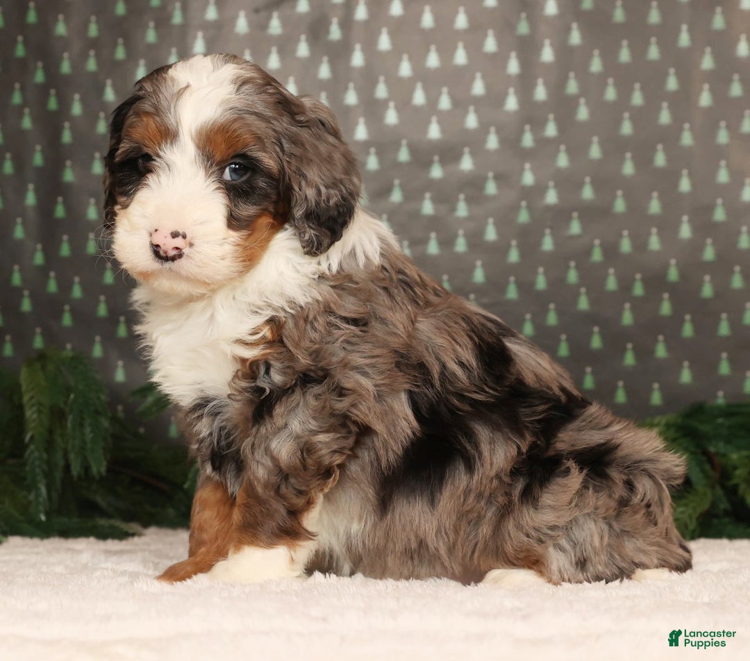 Mini Bernedoodle dogs for sale: Dasher - Ad 4