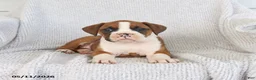 Boxer dogs for sale: Raina - Ad 3