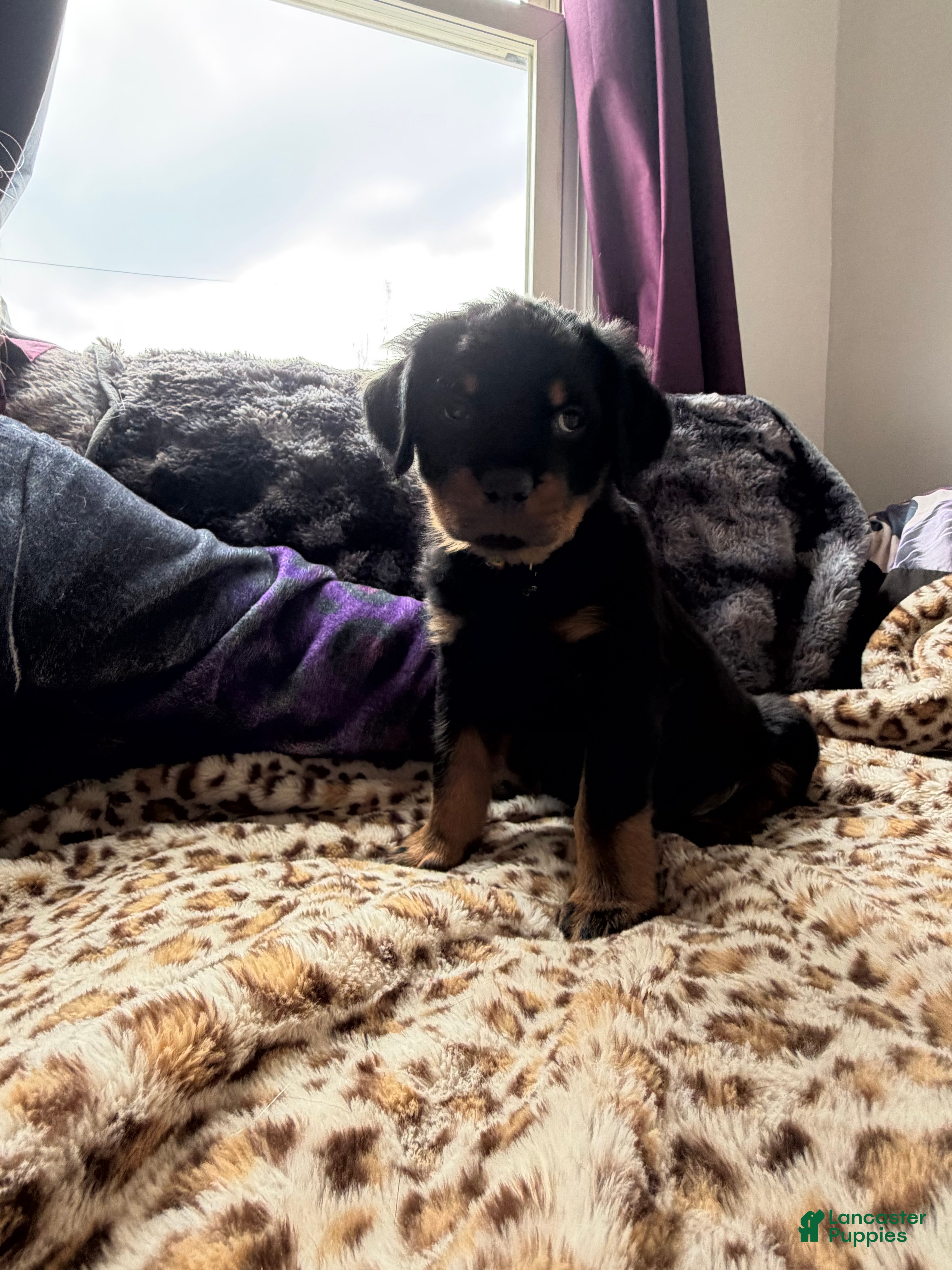 Rottweiler dogs Smiley - Ad 1