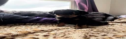 Rottweiler dogs for sale: Smiley - Ad 1