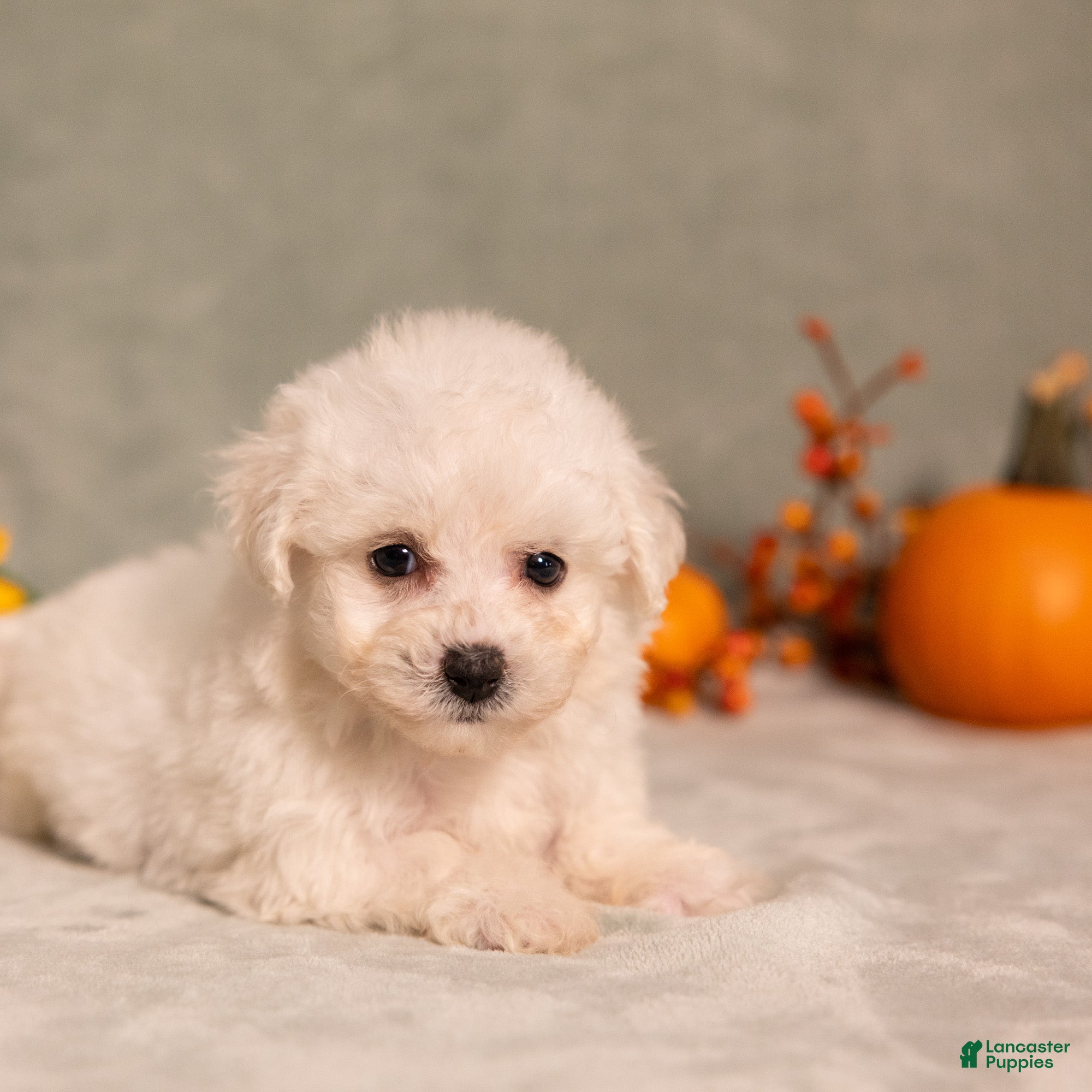 Bichon Frise dogs for sale: Quiet - Ad 2