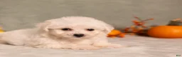 Bichon Frise dogs for sale: Quiet - Ad 2