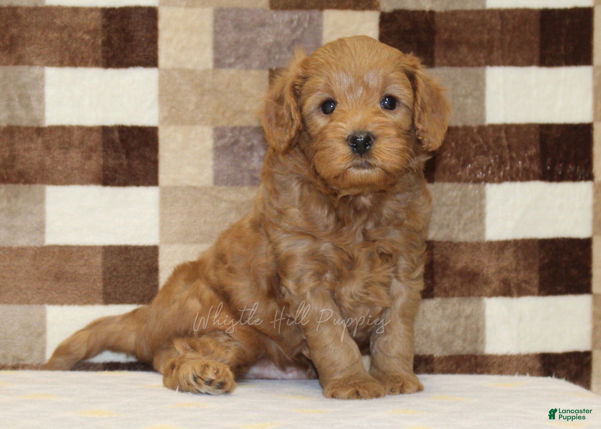 Cavapoo dogs Oreo - Ad 1