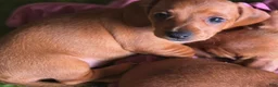 Miniature Dachshund dogs for sale: Frankie - Ad 8