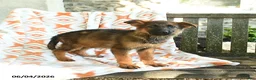 German Shepherd dogs for sale: Barb  - Ad 3