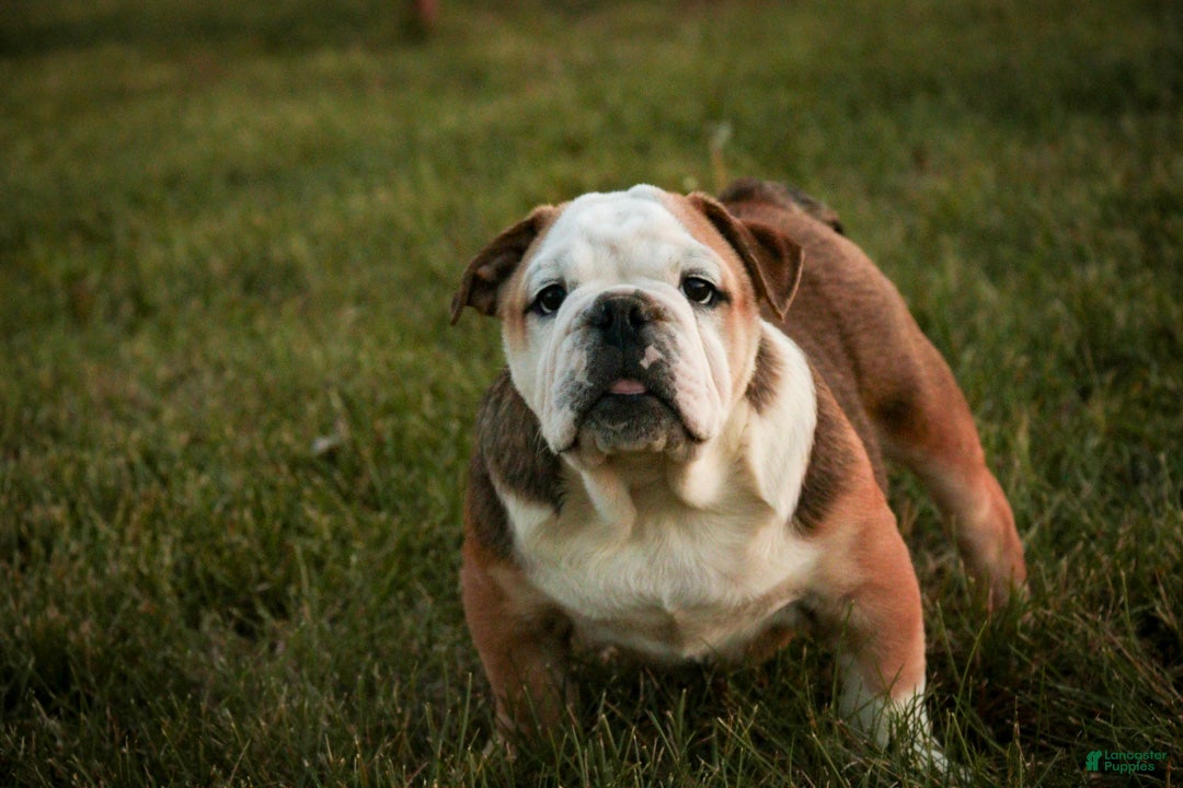 English Bulldog dogs for sale: Riley English Bulldog  - Ad 1