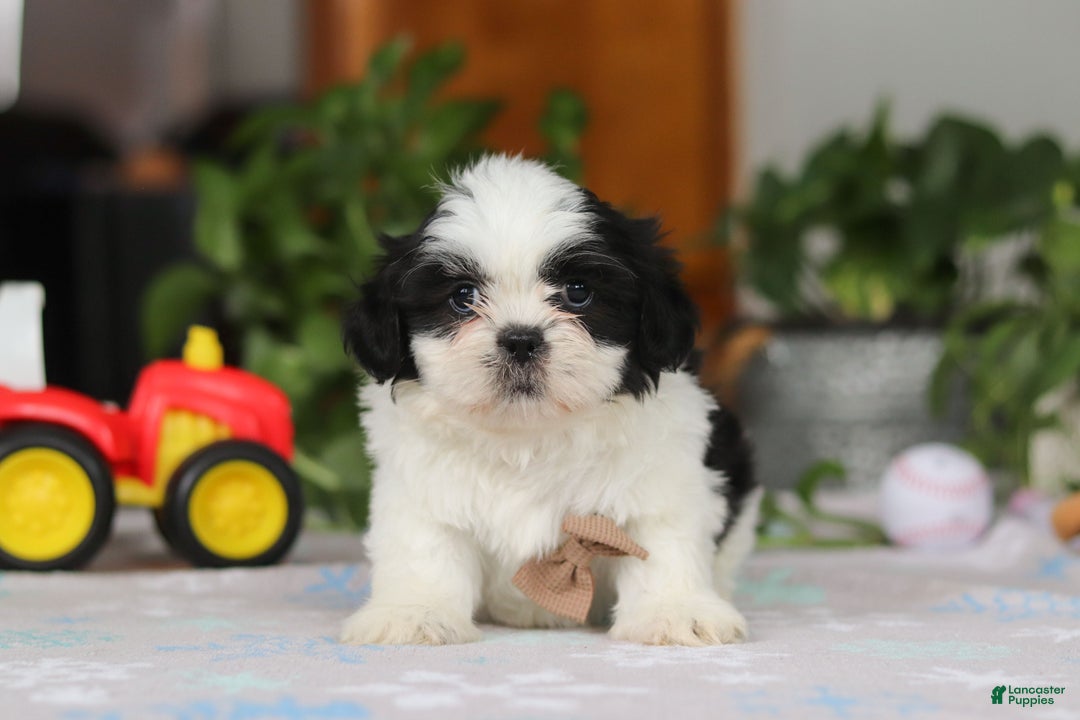 Shih Tzu dogs for sale: Gordon - Ad 2