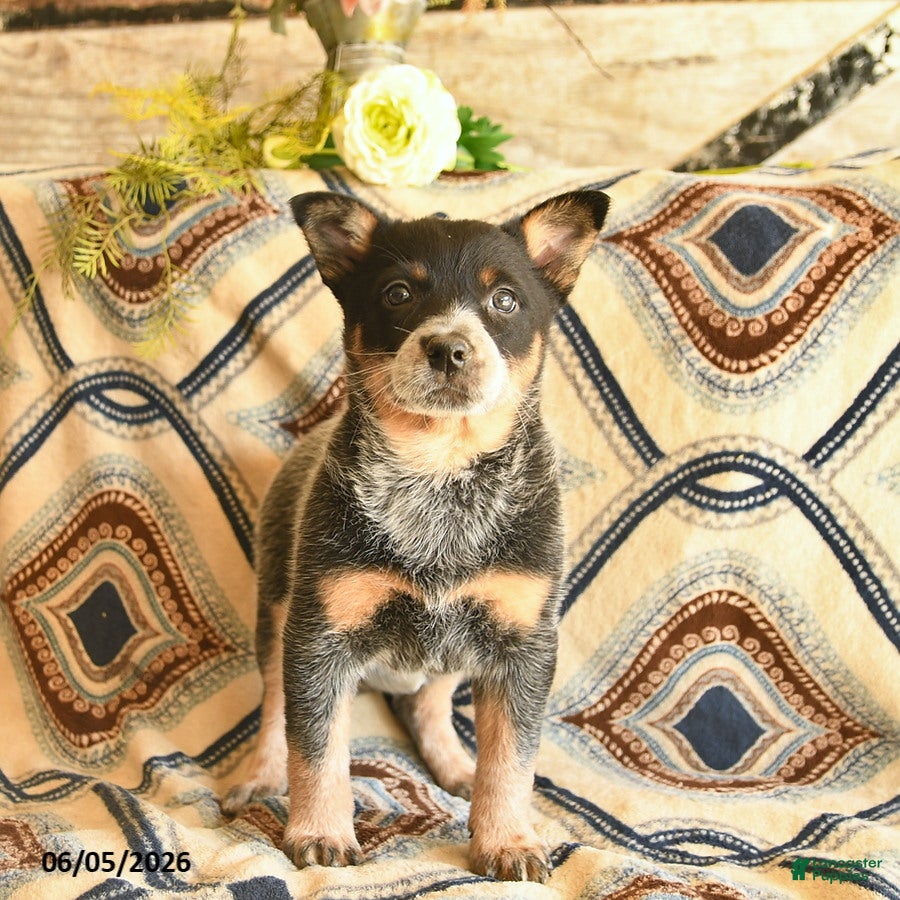 Australian Cattle Dog dogs Lady  - Ad 1