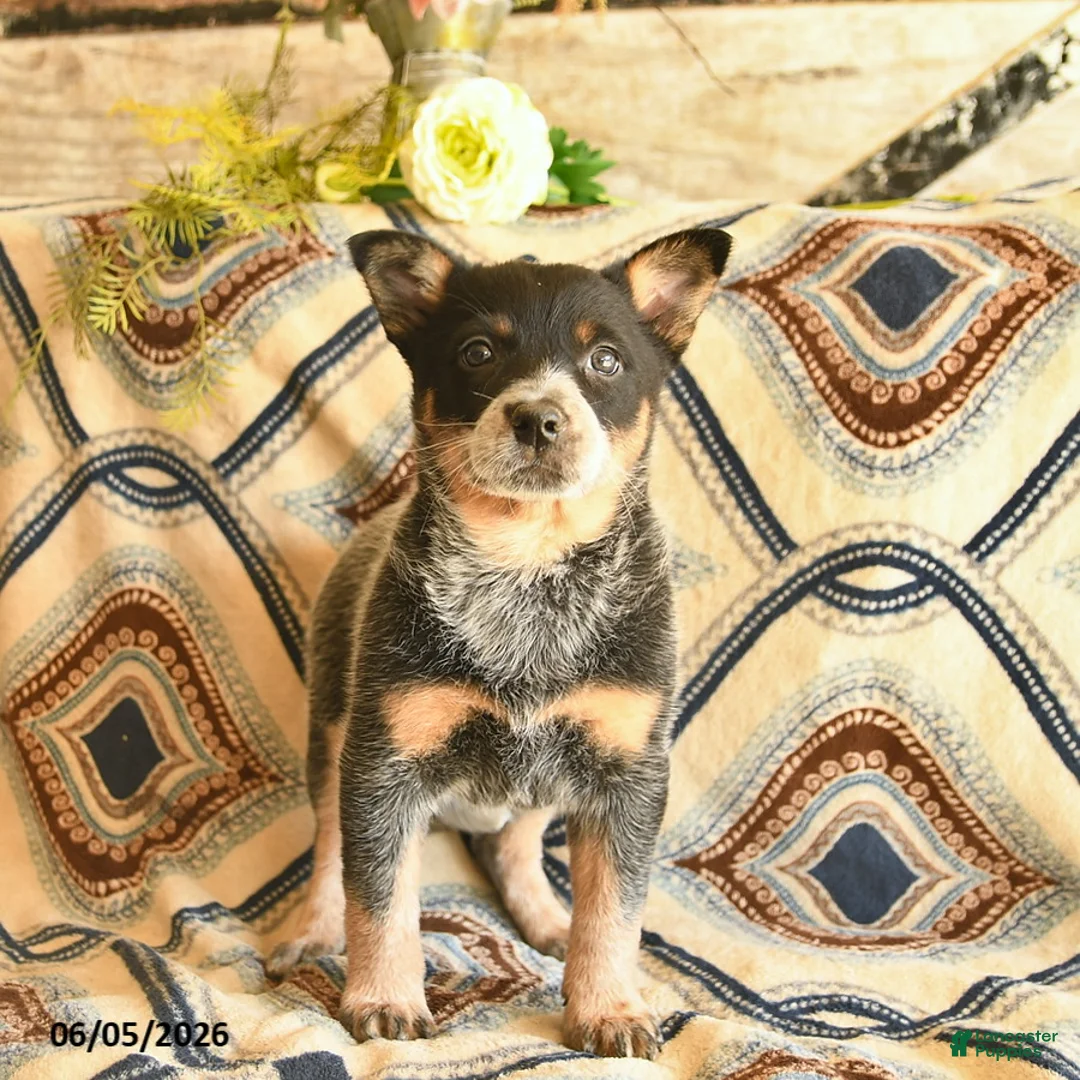 Australian Cattle Dog dogs for sale: Lady  - Ad 1