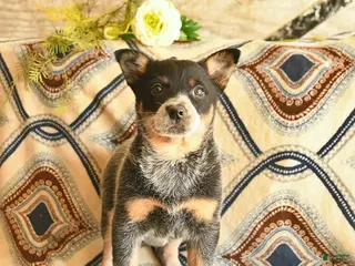 Australian Cattle Dog dogs for sale: Lady - Ad 1