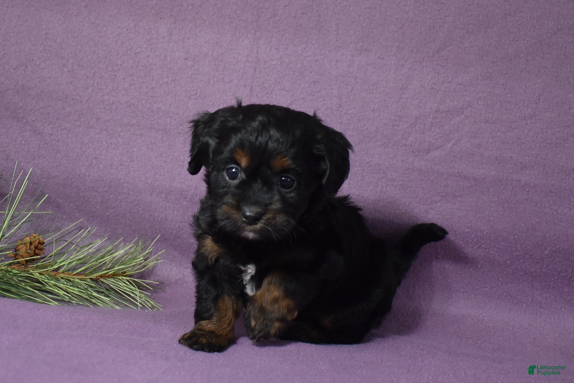 Cavachon dogs Noel - Ad 31