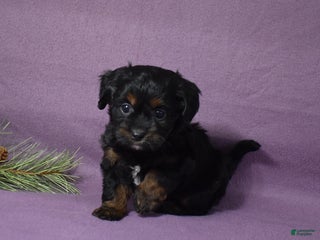 Cavachon dogs Noel - Ad 15