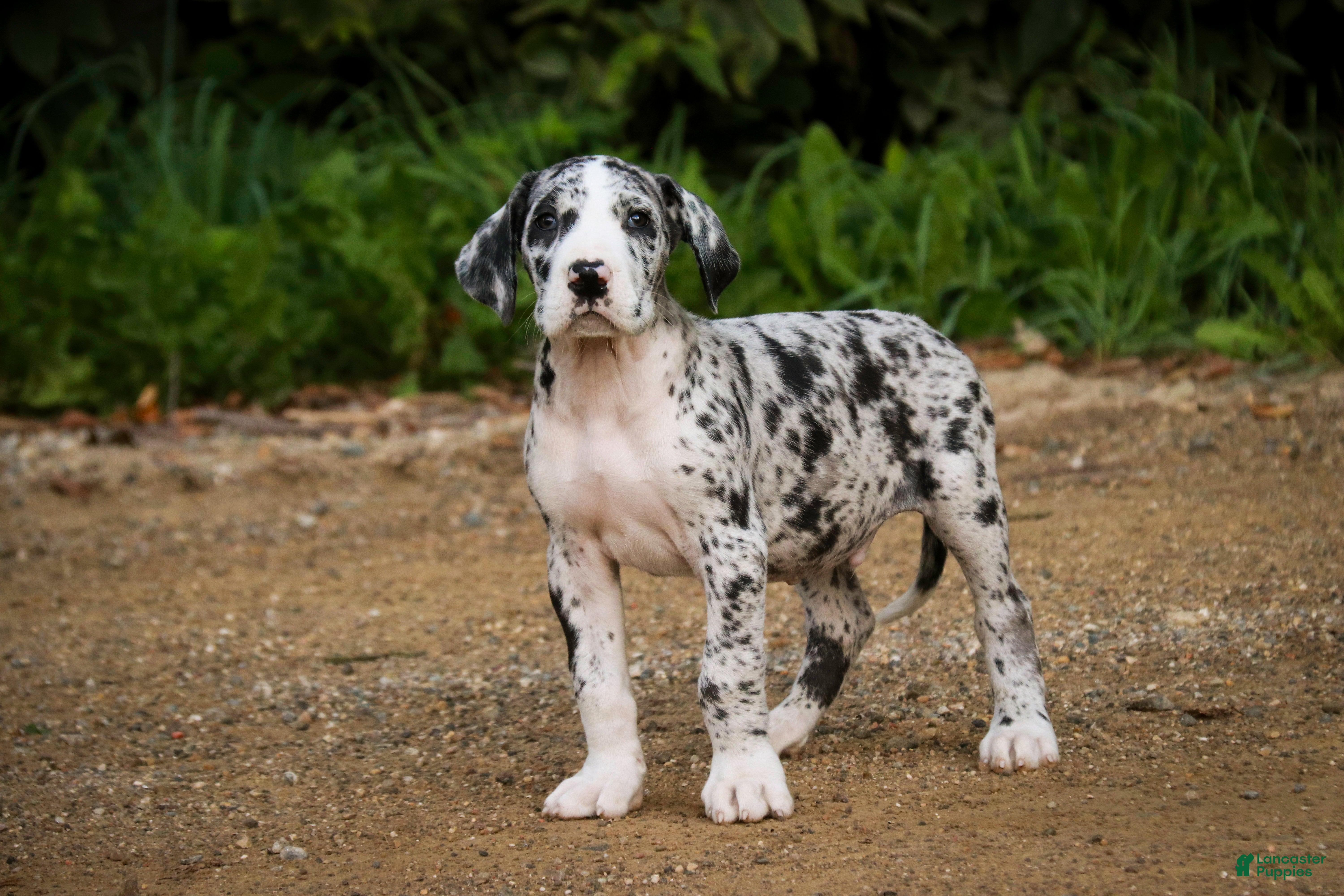 Dalmatian Dane Harlequin Dalmatian Great Dane Mix 1+ Thousand