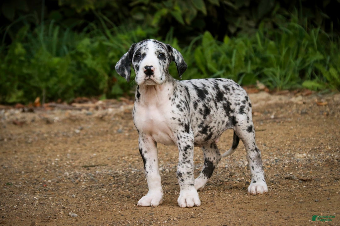 Dalmatian Breed Dalmatian Cross Puppies For Sale Dog Breeds