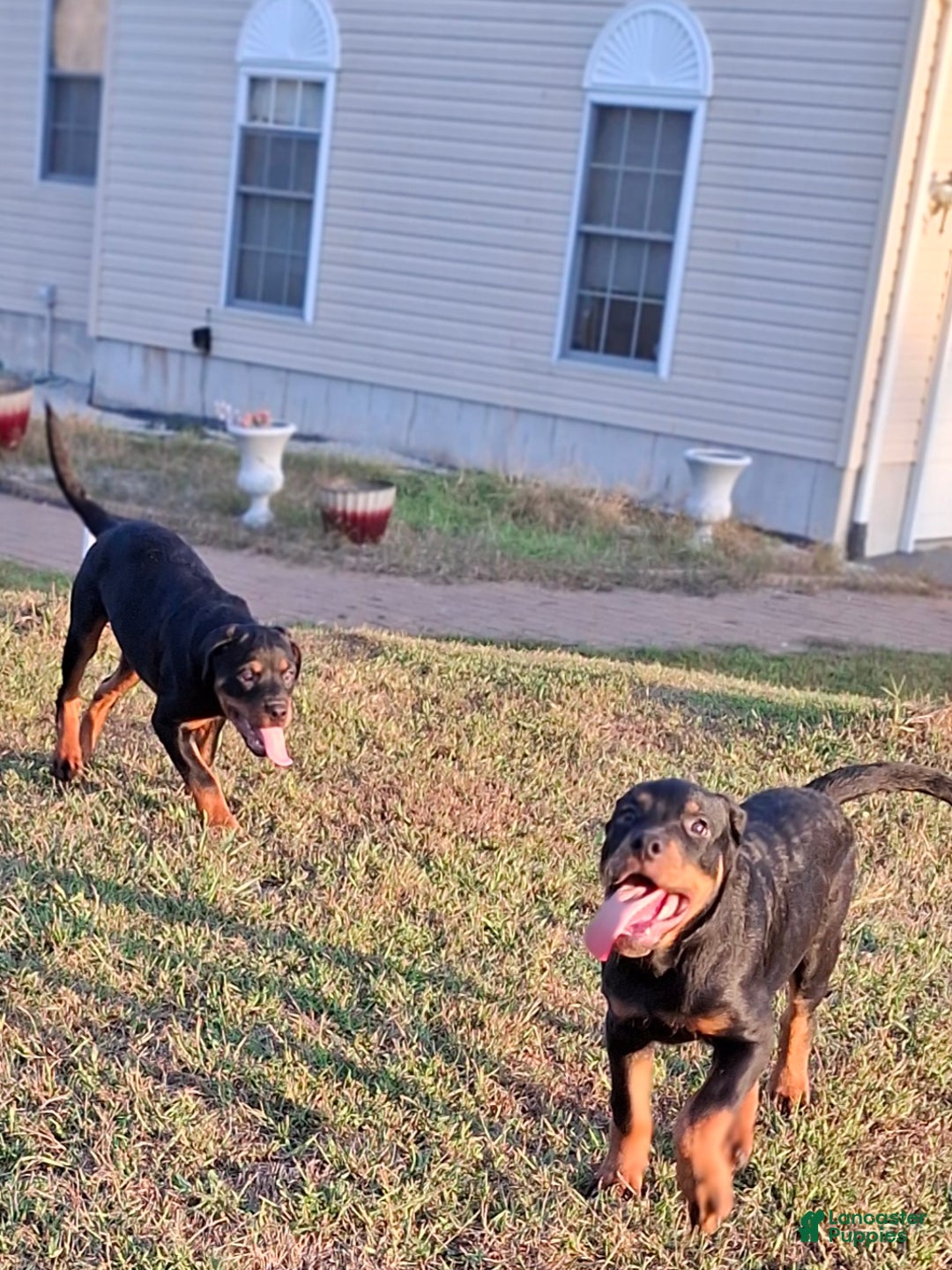 Rottweiler dogs for sale: Rottweiler Puppy 4 - Ad 10