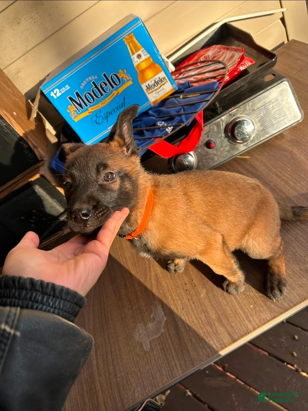 Belgian Malinois dogs for sale: Belgian Malinois Puppy 1 - Ad 2