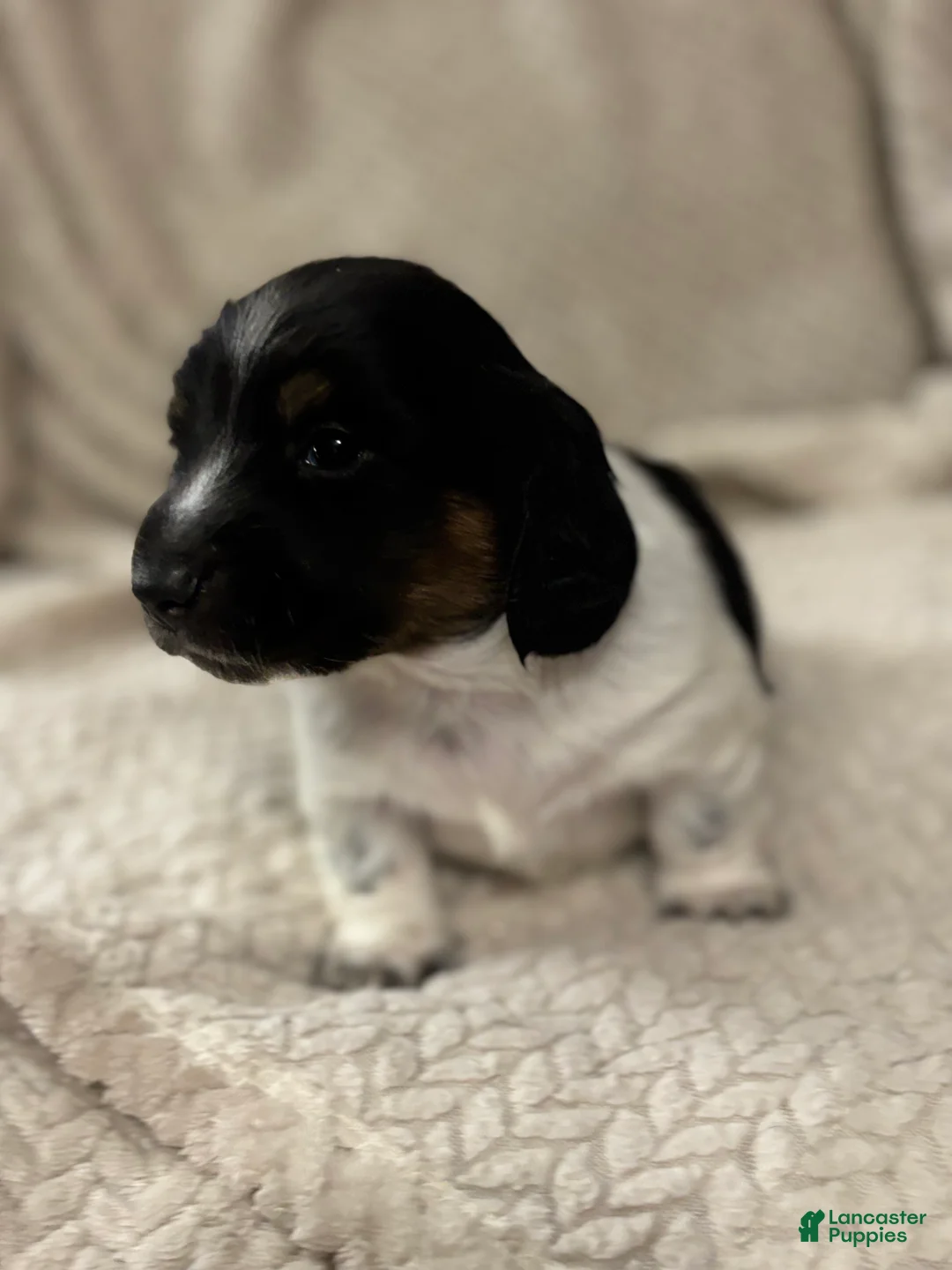 Dachshund dogs for sale: Dachshund Puppy 1 - Ad 4
