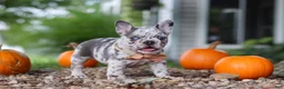 French Bulldog dogs for sale: Hope - Ad 6