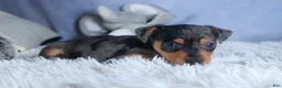 Miniature Pinscher dogs for sale: ABBY - Ad 4