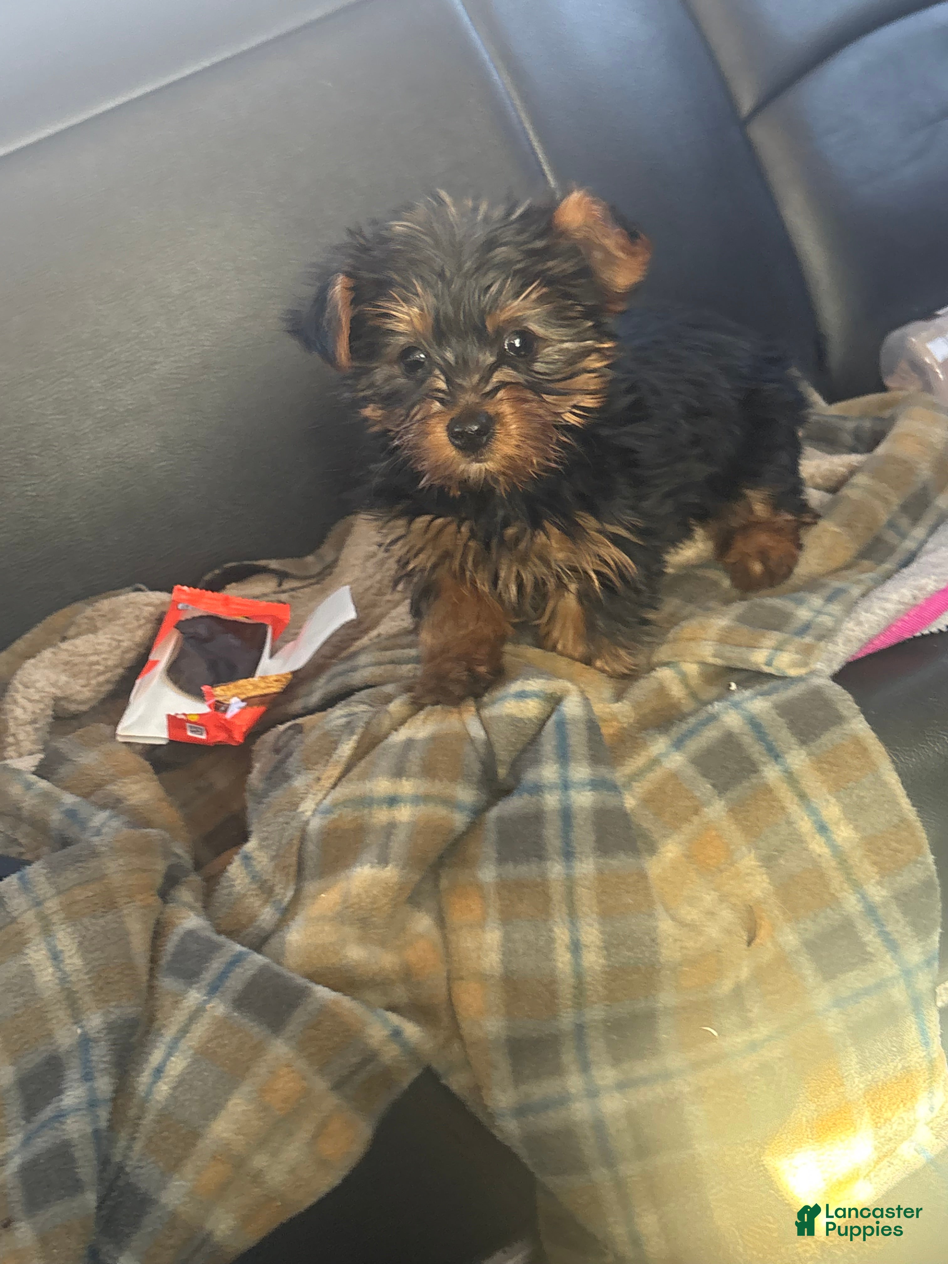 Yorkshire Terrier dogs Heather - Ad 42