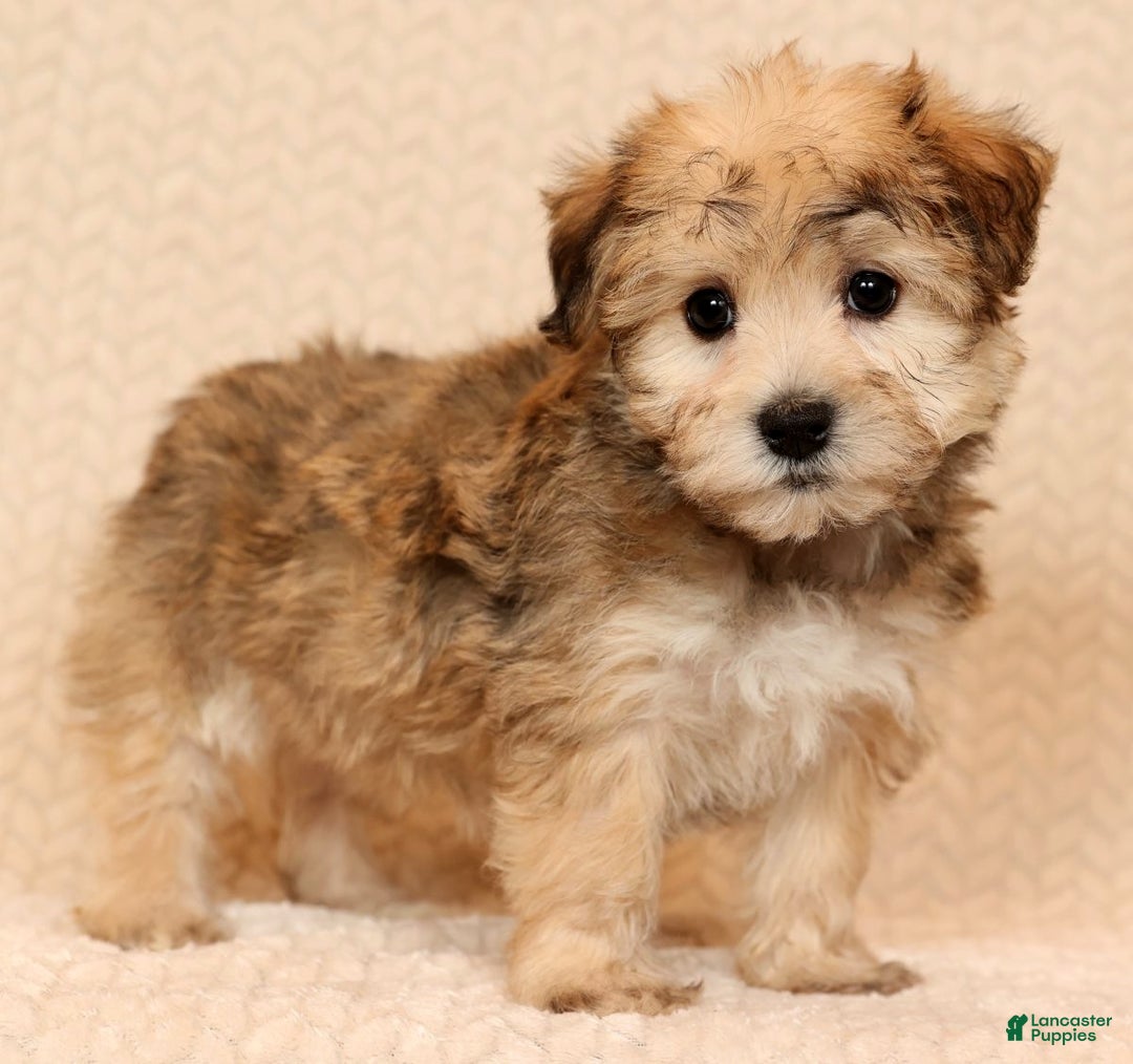 Yochon dogs for sale: Daisy - Ad 1