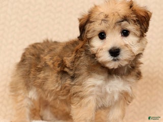 Yochon dogs Daisy - Ad 6