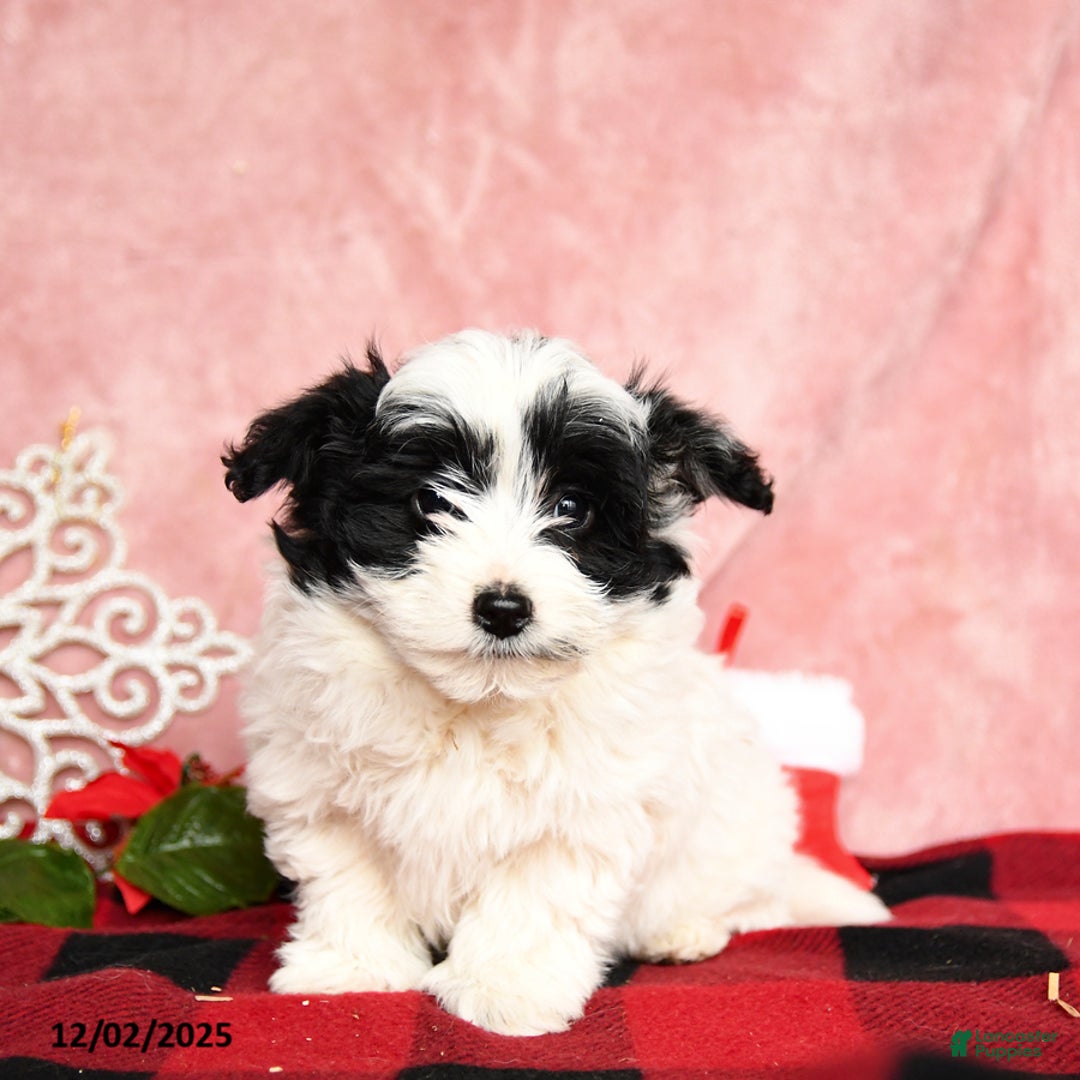 Mixed Breed dogs for sale: Nutmeg - Ad 3