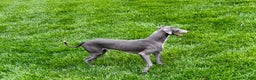 Italian Greyhound dogs for sale: Manny - Ad 4