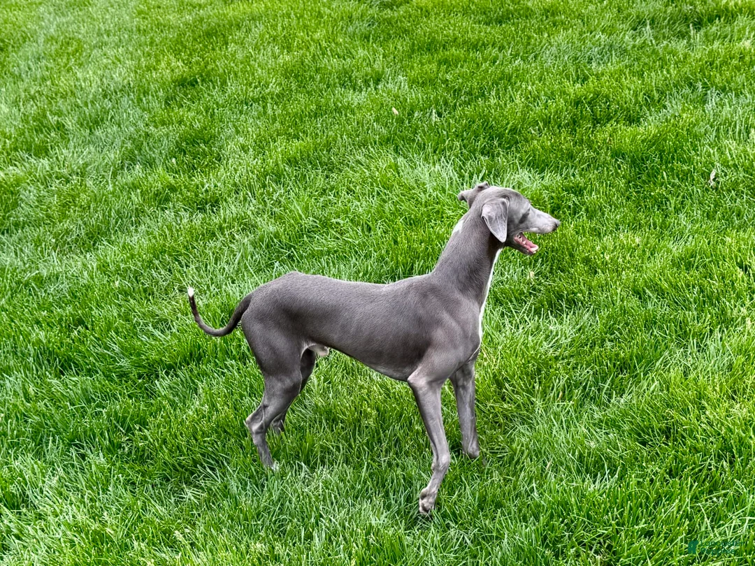 Italian Greyhound dogs for sale: Manny - Ad 4