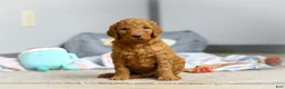 Goldendoodle dogs for sale: Milo F1b - Ad 7