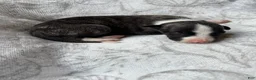 Whippet dogs for sale: Boy 1  - Ad 3