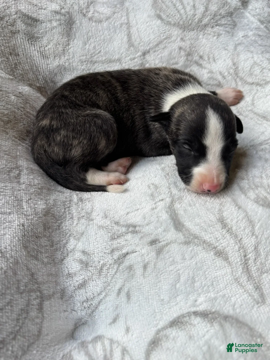 Whippet dogs for sale: Boy 1  - Ad 3