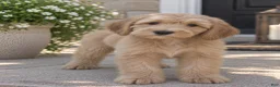 Mixed Breed dogs for sale: Maisie - Ad 1