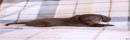 Miniature Dachshund dogs for sale: Snickers - Ad 8