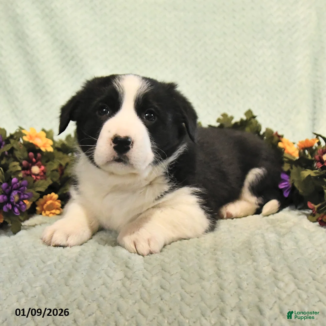 Mixed Breed dogs for sale: Junior - Ad 4