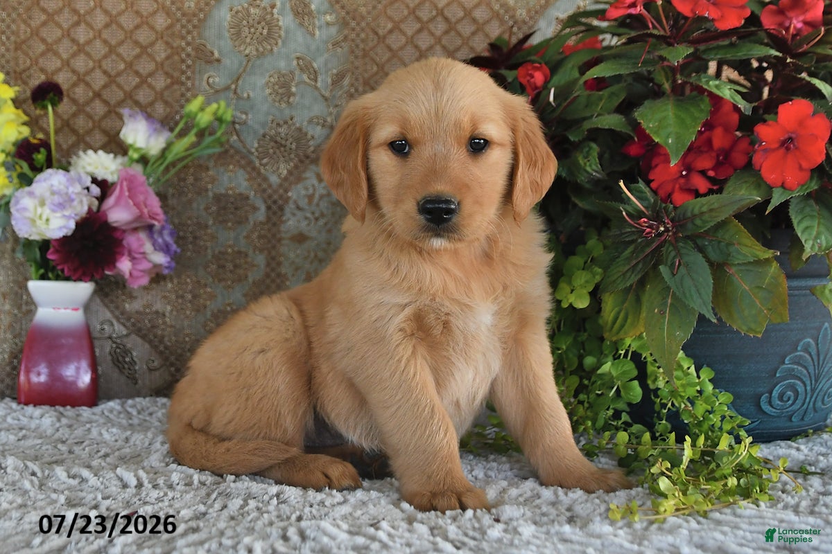 Golden Retriever dogs Frances - Ad 1