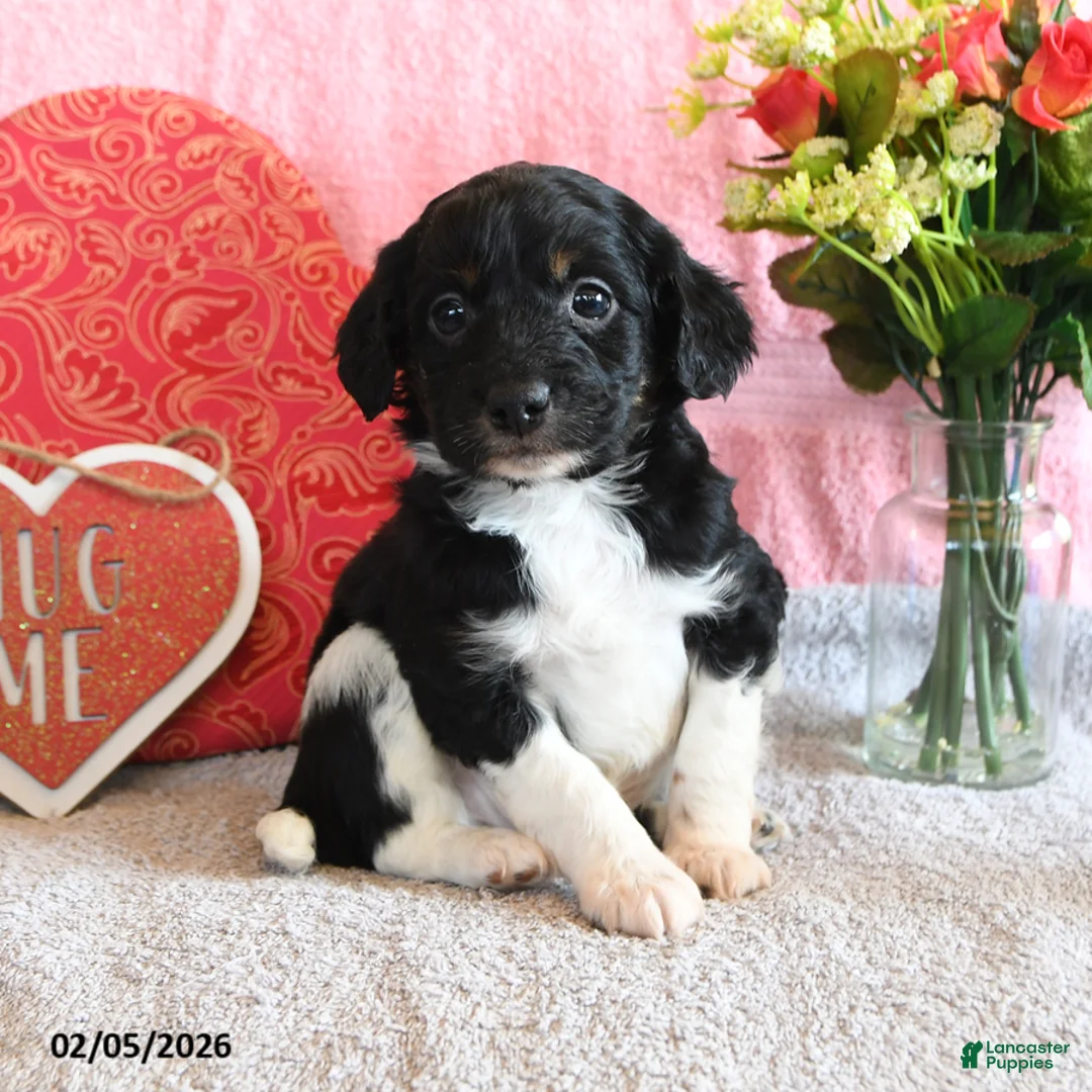 Mixed Breed dogs for sale: Cuddles - Ad 1