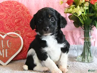 Mixed Breed dogs Cuddles - Ad 29