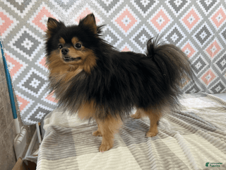 Pomeranian dogs Cookie - Ad 26