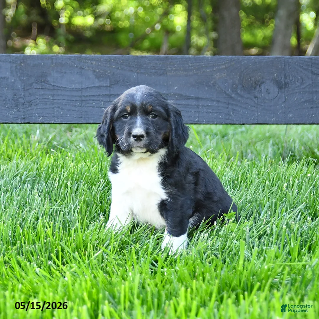English Springer Spaniel dogs for sale: Glacier - Ad 1