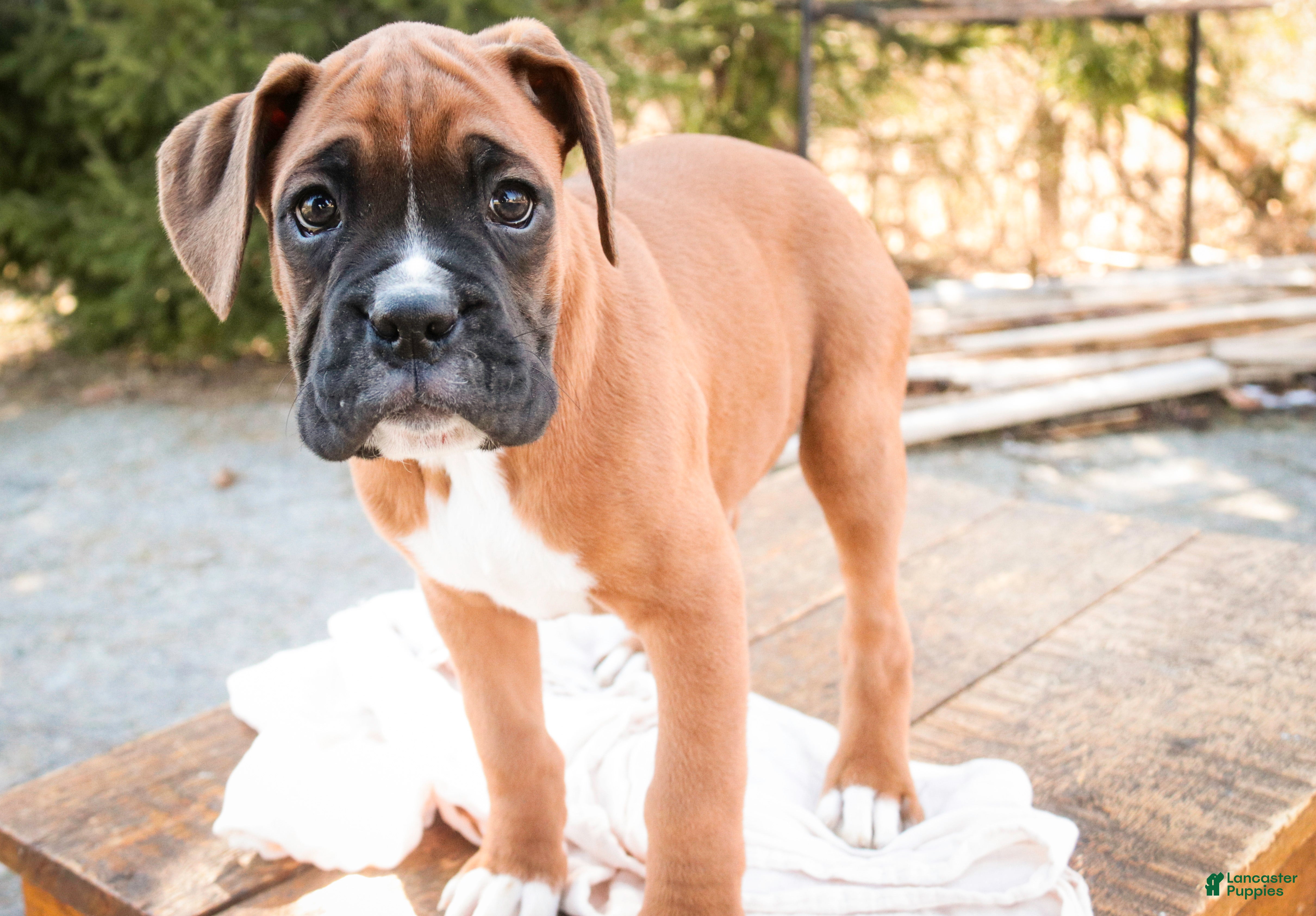 Boxer dogs Espresso - Ad 1