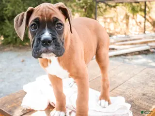 Boxer dogs for sale: Espresso - Ad 2
