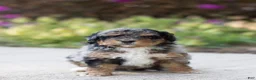 Mini Bernedoodle dogs for sale: Apollo - Ad 1