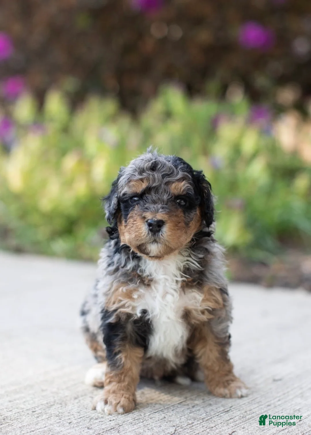 Mini Bernedoodle dogs for sale: Apollo - Ad 1