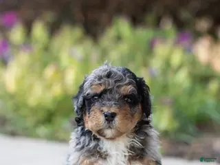 Mini Bernedoodle dogs for sale: Apollo - Ad 3