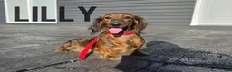 Miniature Dachshund dogs for sale: Sadie - Ad 6