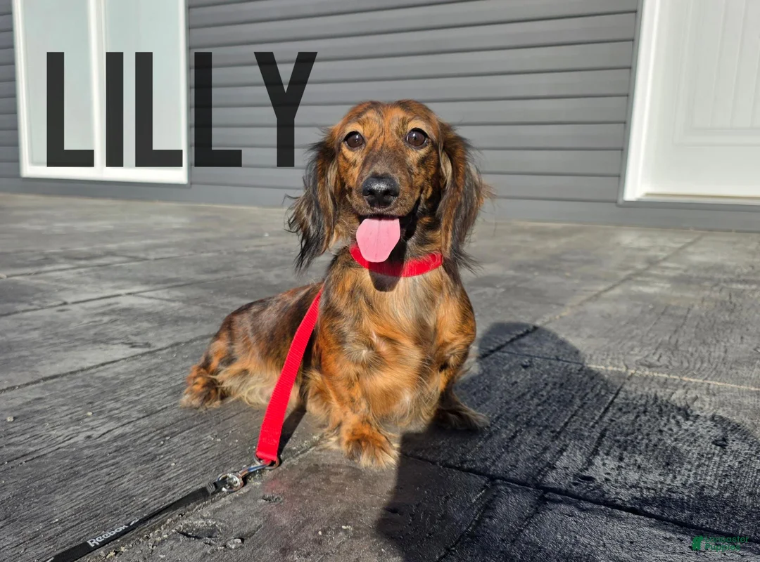 Miniature Dachshund dogs for sale: Sadie - Ad 6