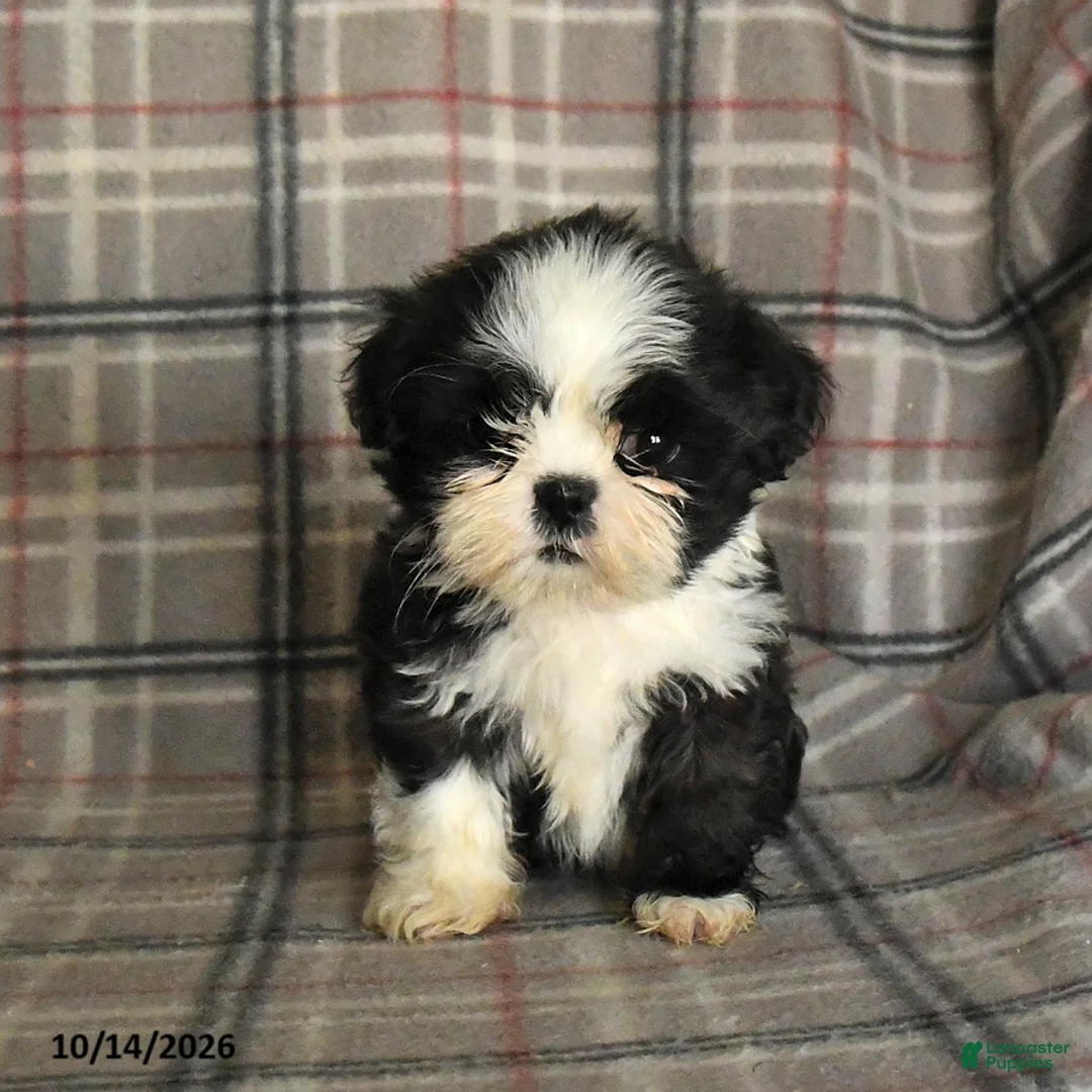 Shih Tzu dogs for sale: Tulip - Ad 2