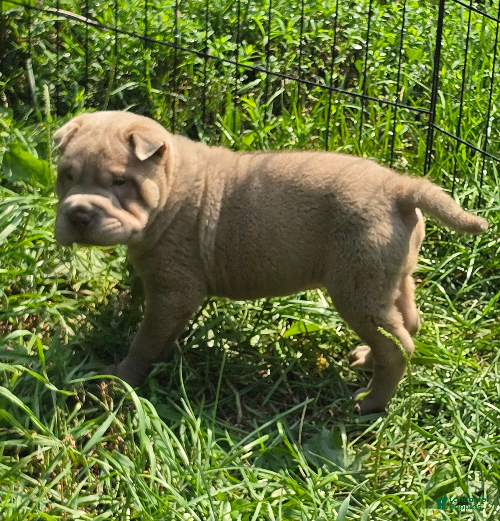 Shar Pei dogs Lyla - Ad 1